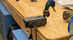Researchers develop zombie drones - from bodies of ducks and pigeons