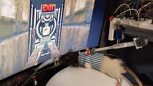 Ilmuwan Melatih Tikus untuk Bermain DOOM II, Mempertimbangkan Meluncurkan Twitch Channel - ID Atsit
