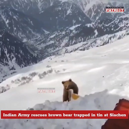 11K views · 67 reactions | Indian Army rescues brown bear trapped in tin at Siachen Displaying compassion amid extreme conditions, the Indian Army rescued a brown bear whose head had gotten stuck in a tin can in the icy Siachen region. The troops carefully freed the animal, ensuring it was unharmed, and later released it safely back into its natural habitat. #IndianArmy #Siachen #WildlifeRescue #BrownBear #Humanity #JammuAndKashmir | Kashmir Patriot | Facebook
