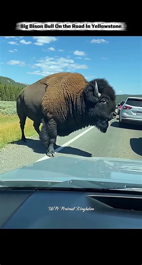 Bison Bull In Yellowstone Road.