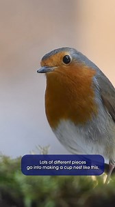 5.9K views · 60 reactions | It’s the perfect day for a spring #BiofactFriday!  You’ve probably seen lots of busy birds collecting twigs and other soft materials for their nests – baby bird season is coming!  We turned to our incredible biofact collection to see what we could learn about how birds build their homes.  Thanks to ConocoPhillips Canada for sponsoring our Educational Resource Collection!  #YourZooYYC | The Calgary Zoo | Facebook