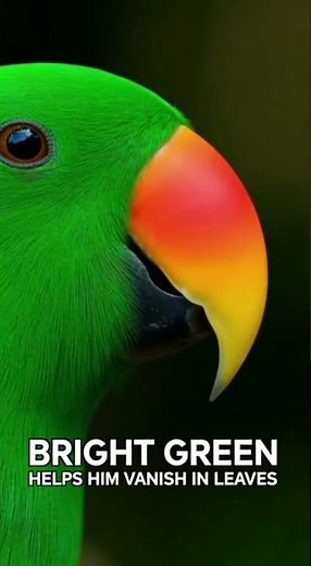 Male vs Female Eclectus Parrot The Stunning Color Difference Explained
