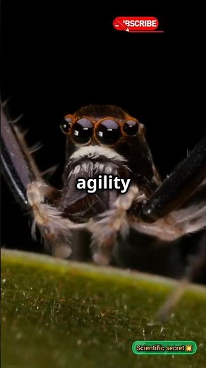 Jumping 🕷️Spider's Dance: A Courtship Spectacle #JumpingSpider #SpiderDance #CourtshipRituals