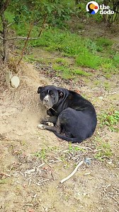 1.4M views · 10K reactions | Woman finds an injured pittie curled up in a blueberry field....wait to see how wiggly she is now  | The Dodo | Facebook