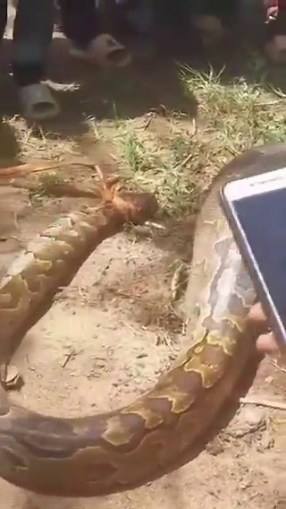 🚨 Drame bouleversant !💔Selon les explications fournies dans la vidéo, un python a avalé un enfant qui accompagnait sa mère au champ. La mère l'aurait laissé seul quelques instants pendant qu'elle travaillait. Malheureusement, l'enfant aurait perdu la vie.Les habitants sont actuellement mobilisés pour tenter de récupérer le corps de la victime du ventre du serpent. Une scène d'une rare tragédie... 😭