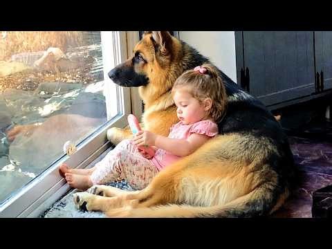 When Your Big Dog Becomes the Wholesome Nanny ☺️❤️