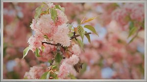 When To Plant Weeping Cherry Tree