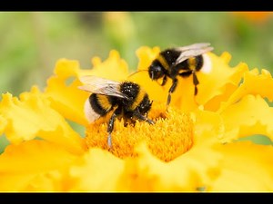Save the Bees – Awareness Campaign