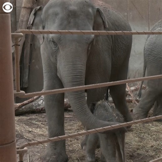 BABY STEPS: A baby elephant was seen prancing alongside its mom Kumari at the Copenhagen Zoo in Denmark on Tuesday. The zoo said the calf was born that morning and after a smooth birth, the baby was walking around with the rest of the herd within a few minutes. | CBS 12 News