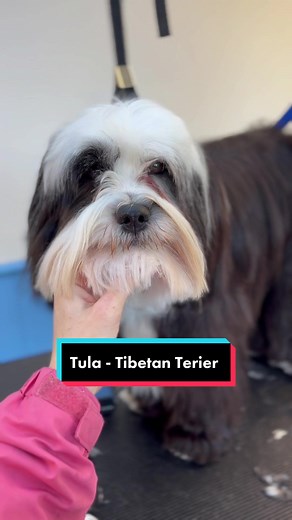 Meet Tula: The Adorable Tibetan Terrier!