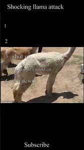 Why This Llama Attack Is So Disturbing