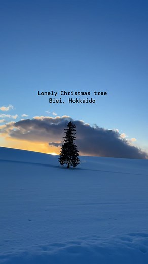 The “Lonely Christmas Tree” in Biei, Hokkaido 🎄❄️A single pine tree standing gracefully in the middle of vast fields simple, yet deeply beautiful. Especially magical in winter when the snow creates a pure white canvas around it. ✨#Biei #Hokkaido #LonelyChristmasTree #VisitJapan #WinterInHokkaido | VisitJapan