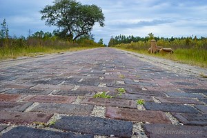 Florida's Old Brick Road - The Dixie Highway