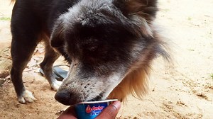 Dog Eat Yogurt