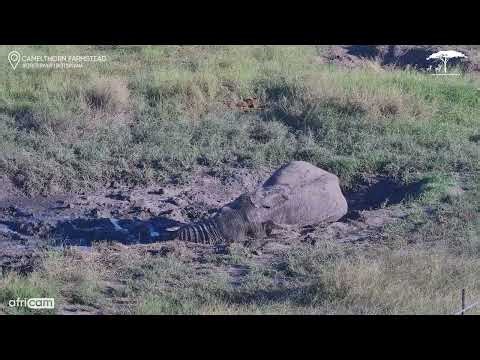 Elephant Takes a Chill Break