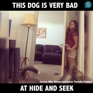 247K views · 1.6K reactions | This dog is very bad at hide and seek... | Animal Channel | Facebook
