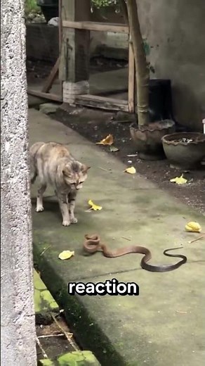 Cats vs Snakes: Who’s Really in Danger? 🐱🐍