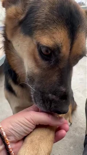 Cassie & Larry both need £ 400 to leave China Both were rescued from the dog meat trade from a truck heading to slaughter. Bank Transfer You can also donate directly to our bank account: Candy Hound Rescue International Sort Code: 30-90-89 Account number: 35882460 rescue@candyshoundrescue.org PayPal Text to donate Just send the word "candy" and the amount you would like to donate e.g. (candy10) to 70450 Registered Charity Number 1179928 | Candy’s Hound Rescue