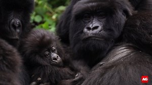 5.7K views · 242 reactions | The thrill of trekking for mountain gorillas in the astonishingly beautiful misty highlands of East Africa is unforgettable. Come on safari with us! : Sarah Sinclair | Africa Geographic | Facebook
