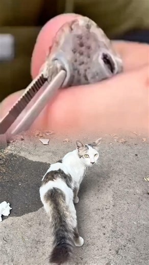 The doctor is carefully removing the bot fly from the squirrel's eye.