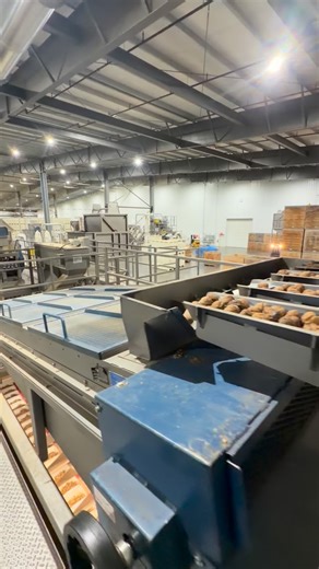 Shelling walnuts and taking names…we are moving, shelling and shaking over here. Happy 2026! 🙌 #walnutprocessing #cawalnuts #walnutshelling | Carriere Family Farms