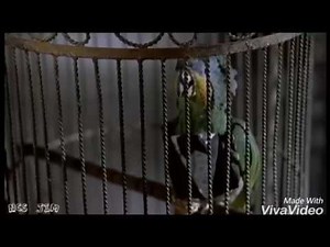 Scary Movie 2 VF [l'oiseau]