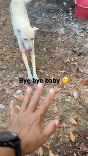 Finished time vacation/ time me go back work #youtubeshorts #viral #shorts #dog #doglife #animals