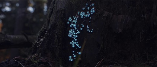 Projections in the Forest