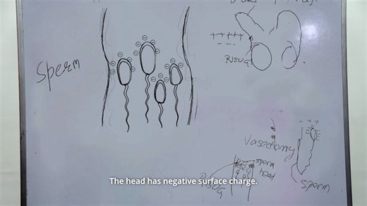 How male contraceptive drug RISUG works — and how it’s different from a vasectomy