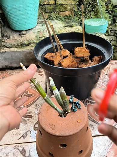 Cara Perbanyak Anggrek dari Batang Gundul