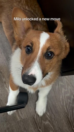 Nobody told me corgis could do this 🤣❤️ #corgi #doggybestfriend #corgiday #corgistagram #corgilove