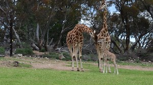 11K views · 557 reactions | A little smooch from our newset arrival!...