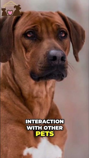 🤩 Unlock the Secrets to Training a Well Mannered Rhodesian Ridgeback #rhodesianridgeback #ridgeback