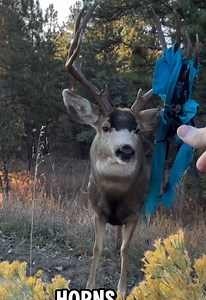 Wild Animals Don't Understand Good Intentions