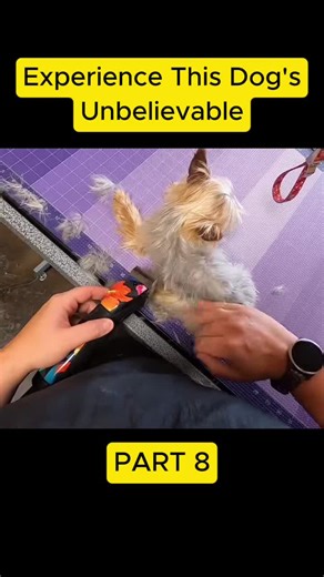 Experience This Dog's Unbelievable Grooming Journey
