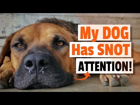 My DOG Has SNOT 🐶💦Why and what to do?