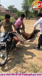 28.6 नांगल पीपा गांव की नदी में बछड़े को कुत्तो ने किया बुरी तरह घायल