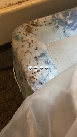 Heat got em moving 🔥#pestcontrol #exterminator #ohio #bedbugs #heat #fypシ゚viral #330 #montgemery #alabama #look