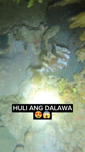 Night Spearfishing Rabbit Fish and Goat Fish #fblifestyle | Dave Amigo TV