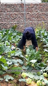 Lala is having a great time earning money by selling veggies online! | Monkey LaLa
