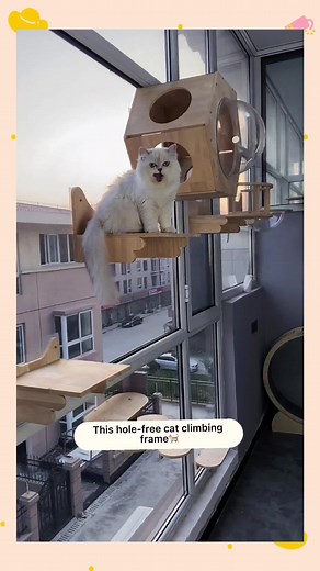 Wall-Mounted Cat Climbing Frame Ideas for Pet Owners