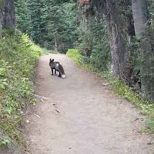 178K views · 9K reactions | Check out this rare video of a Cascade...