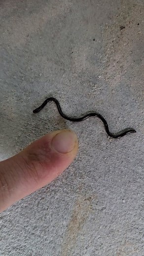 1.3K views | Brahminy Blind Snake, commonly mistaken for a Worm, these little guys are actually snakes! While they are non-native to Florida, for the most part, they are too small to cause any real problems, so they haven't earned the title of "invasive". . #Brahminyblindsnake #blindsnake #Brahminy #blind #snake #fyp #animalsofinstagram #wildlife #animals #nature #reptile #reptiles #florida | Snakeaholic | Facebook