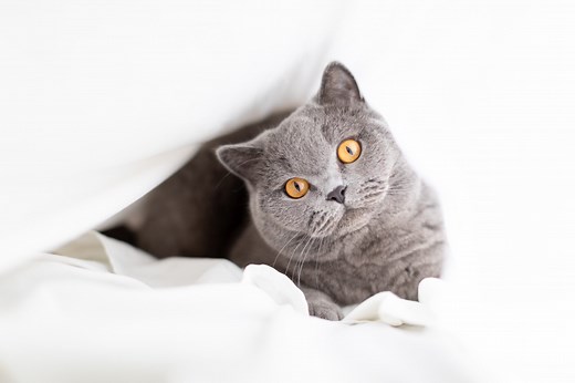 The 15 Most Expensive Cat Breeds When Money Is No Object