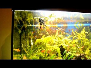 Tutorial Tuesday: Angelfish Care