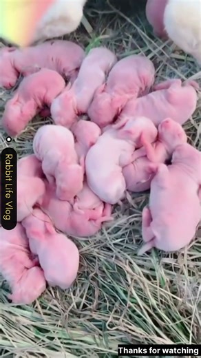 cute rabbit giving birth #adorably #cute #rabbit #babyanimal #adoreble #animals #babypet #love