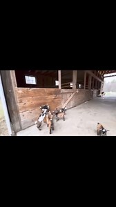 20K views · 284 reactions | Baby goats playing. #pygmygoat #farmlife #babygoats #goats #minigoats #nigeriandwarfgoat | Bedgood Goat Farm | Facebook