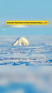 1.8K views · 2.1K reactions | Nature’s Funniest Killers  | Must Watch!  ever seen animals hunt in the funniest ways? from spitting fish to dancing spiders, nature is full of crazy hunters you won’t believe! watch till the end for the funniest predator of all time – tom the cat 藍 #funnyanimals #animalshorts #naturefacts #weirdanimals #youtubeshorts #wildlife #funnyvideo #shorts #reels #didyouknow #instareels #tranding #amazingfacts | HiddenLogic | Facebook