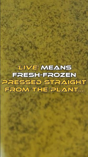 What makes Live Rosin “Live”? 🌬️