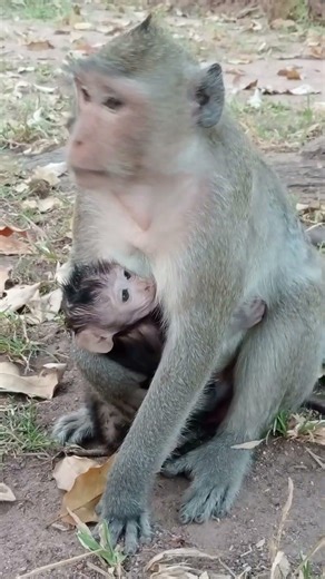 Adorable baby Jiva drink so sweet with mom Jazzy #Short #monkeysr #cutebaby